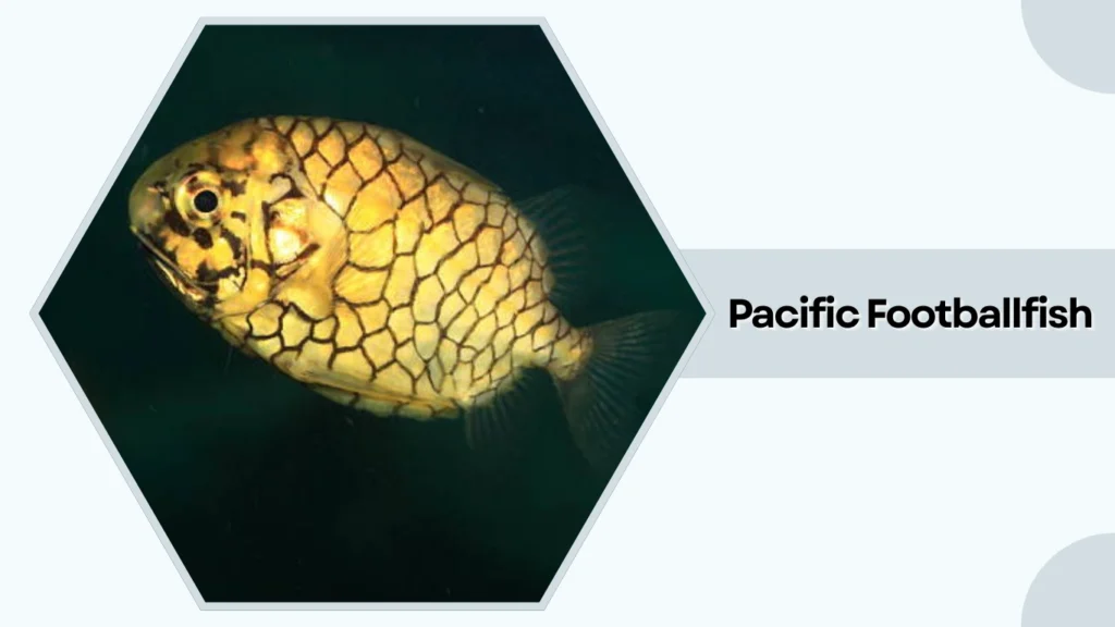 Pacific Footballfish