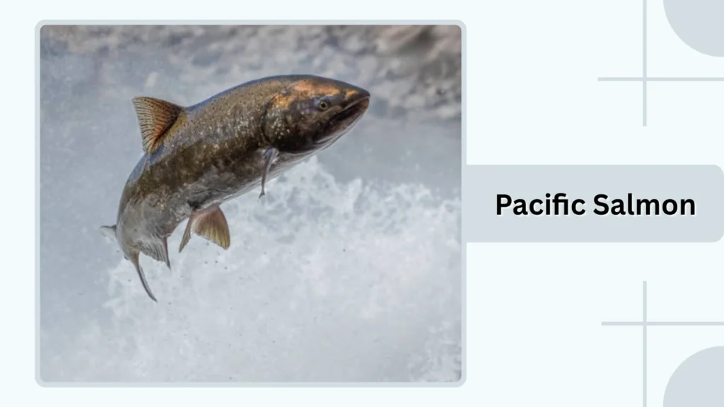 Pacific Salmon