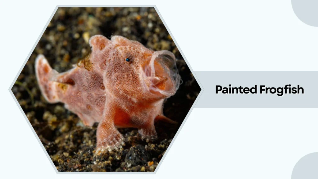 Painted Frogfish