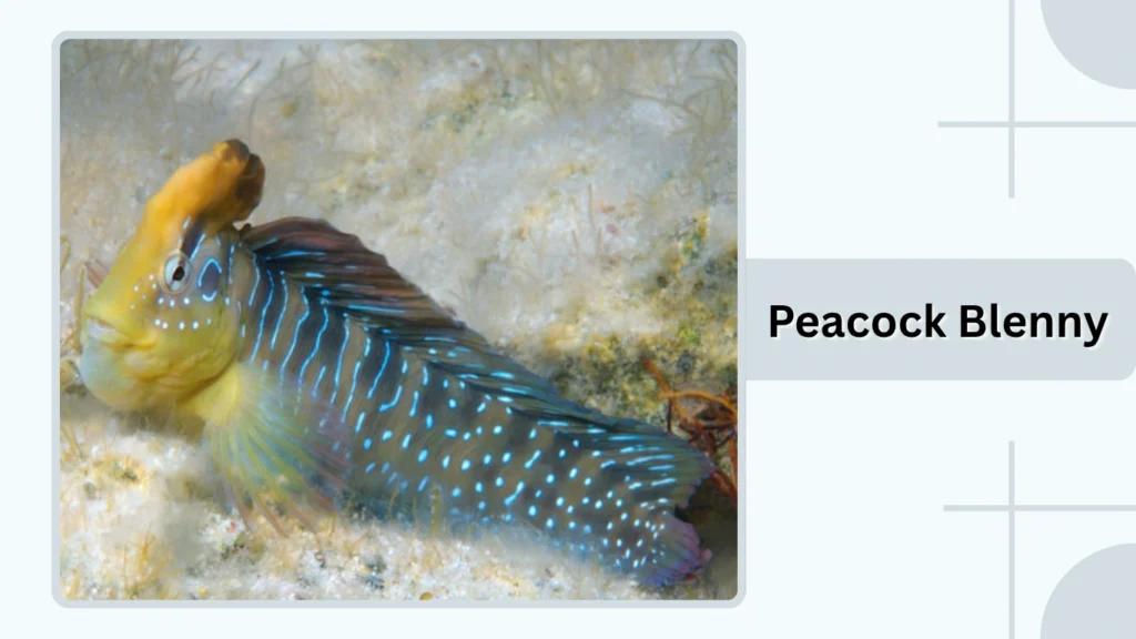 Peacock Blenny