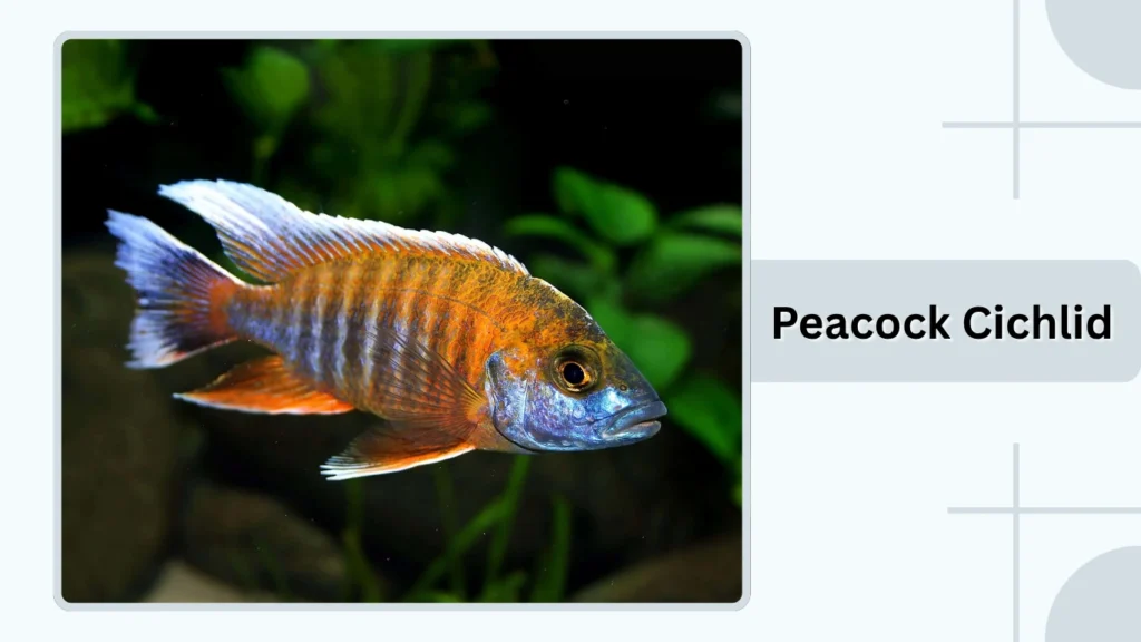 Peacock Cichlid