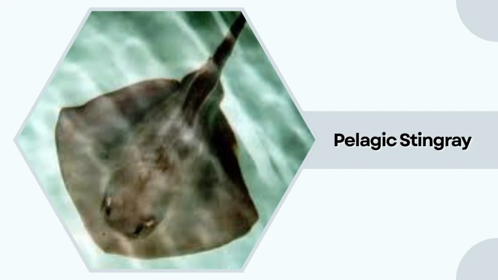 Pelagic Stingray