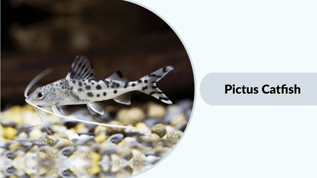 Pictus Catfish