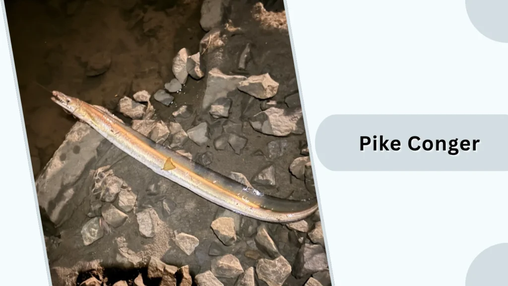 Pike Conger
