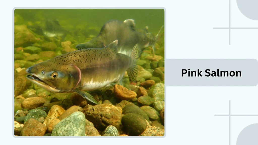 Pink Salmon