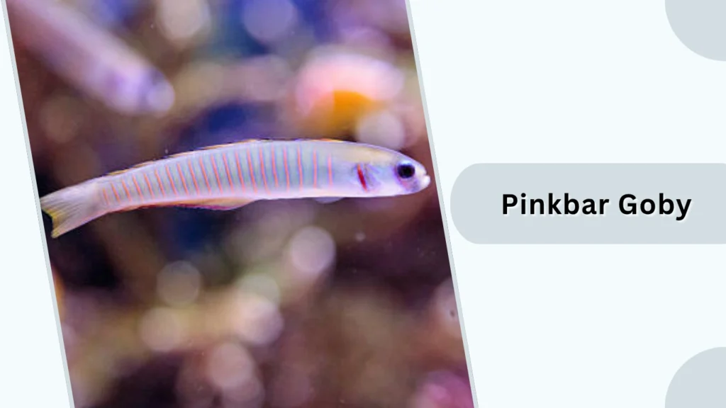 Pinkbar Goby