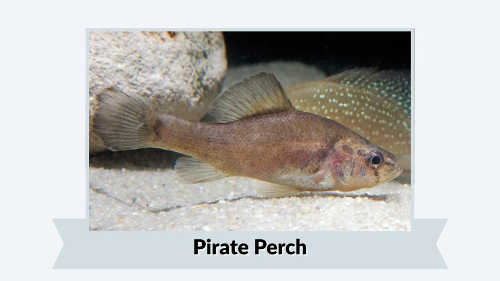 Pirate Perch