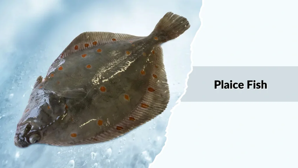 Plaice Fish