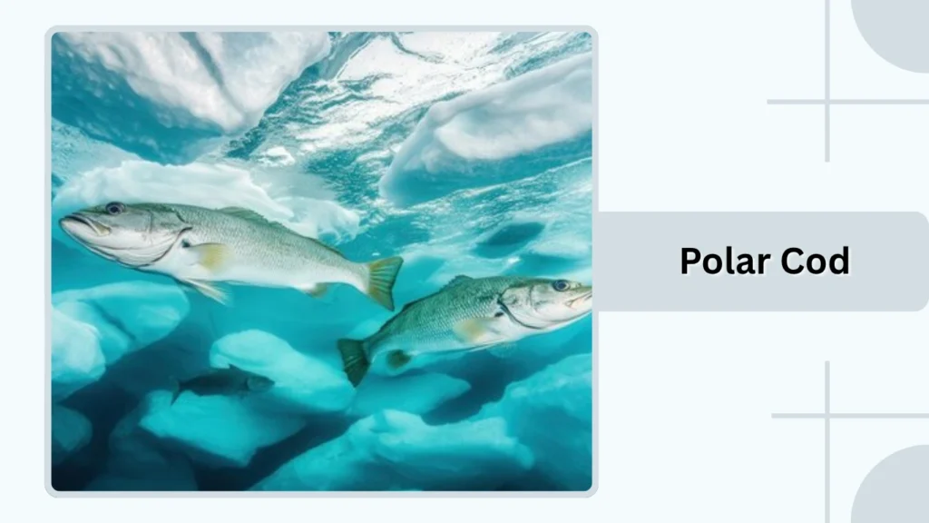 Polar Cod