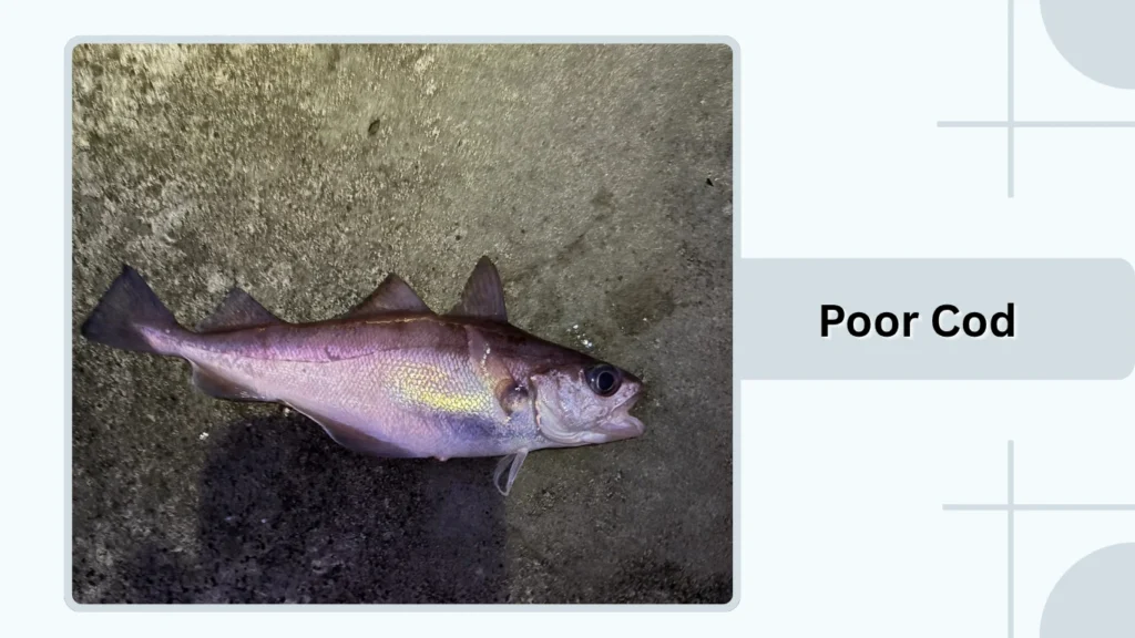 Poor Cod