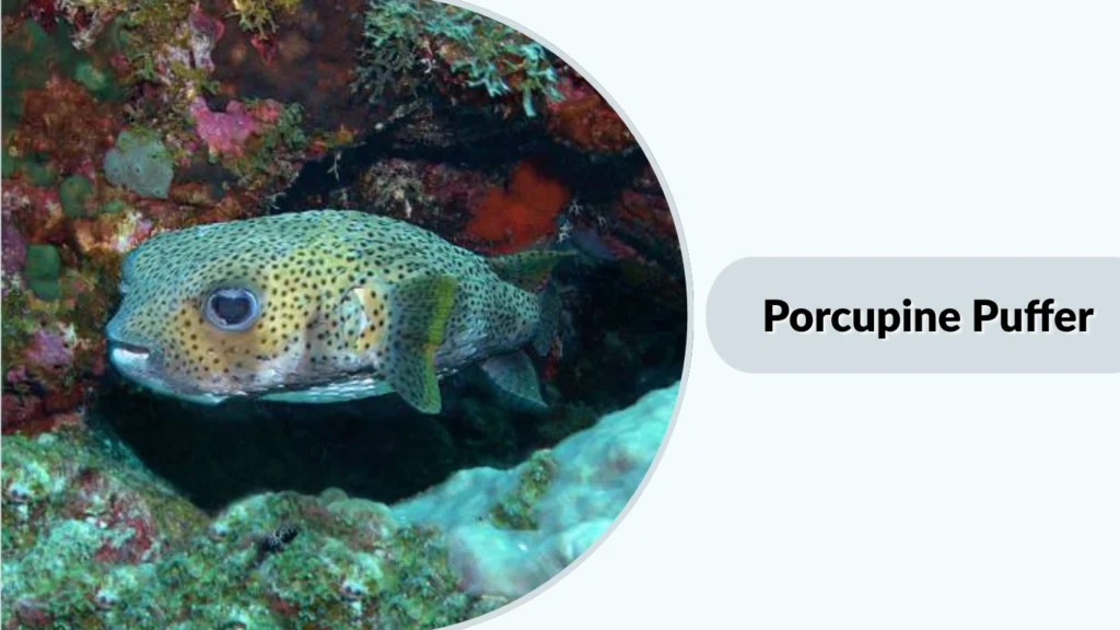 Porcupine Puffer