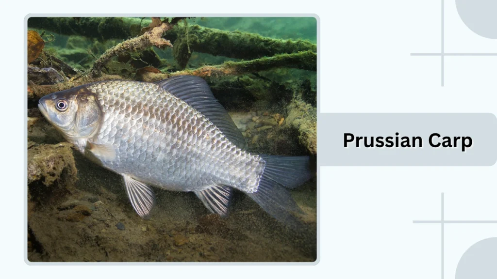 Prussian Carp