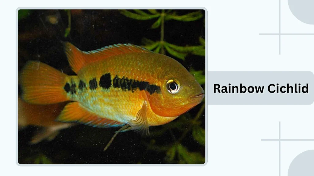 Rainbow Cichlid