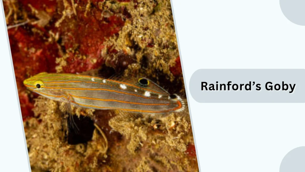 Rainford’s Goby