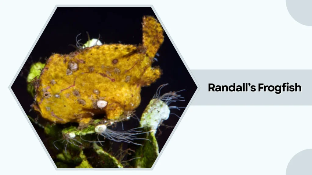 Randall’s Frogfish