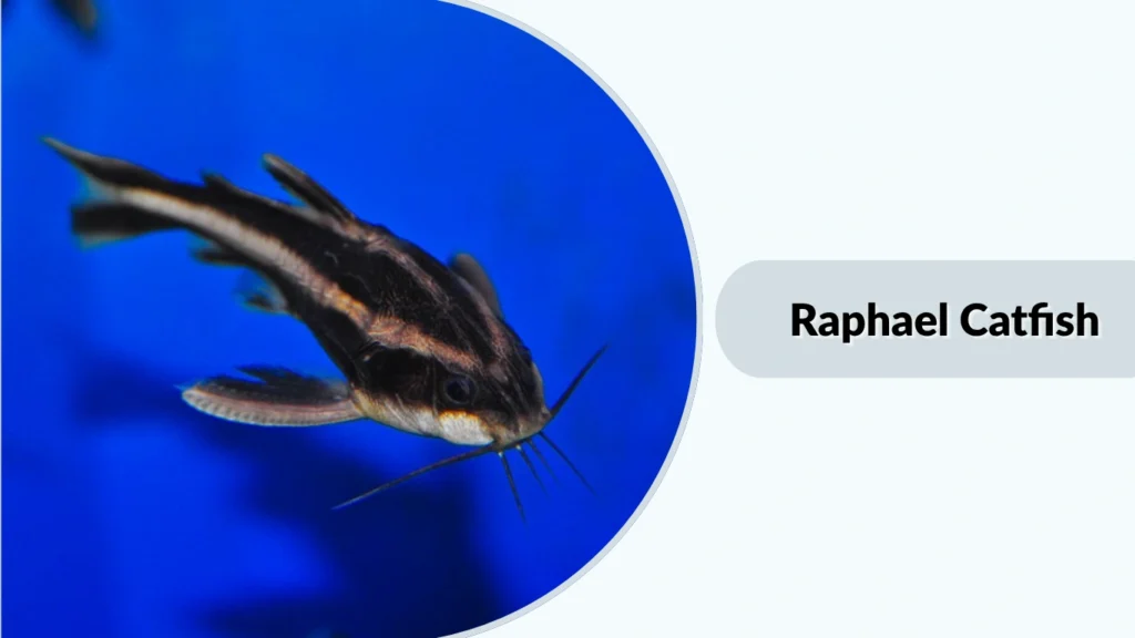 Raphael Catfish