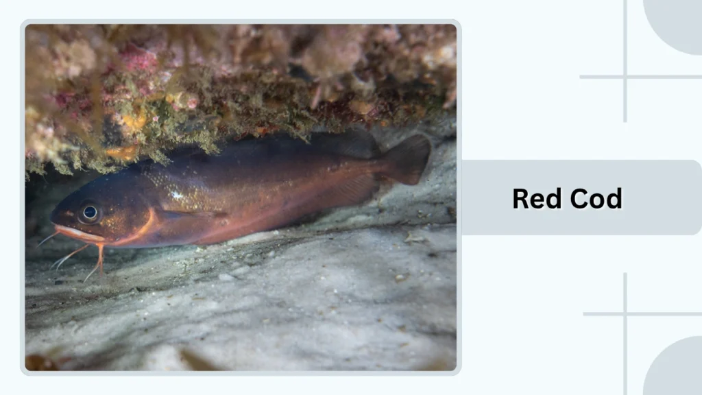 Red Cod