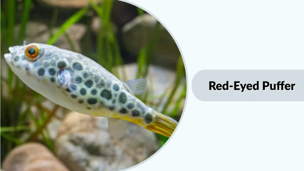Red-Eyed Puffer