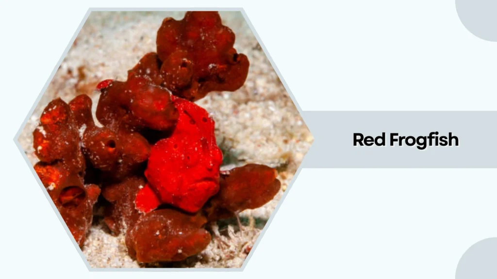 Red Frogfish