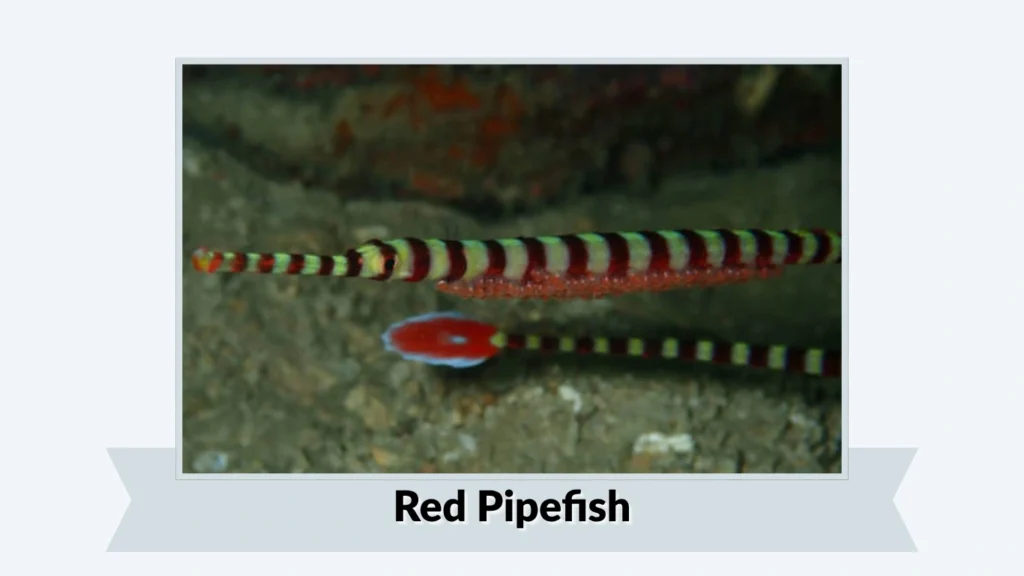 Red Pipefish