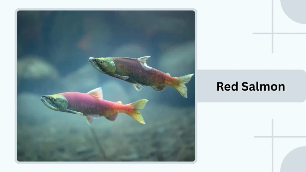 Red Salmon
