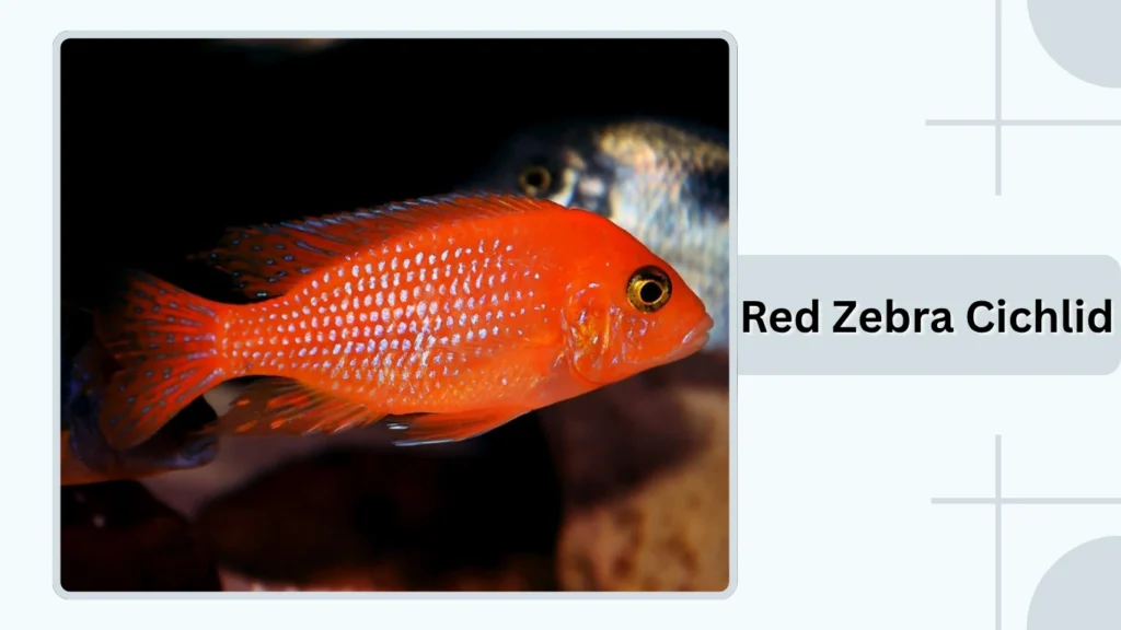Red Zebra Cichlid