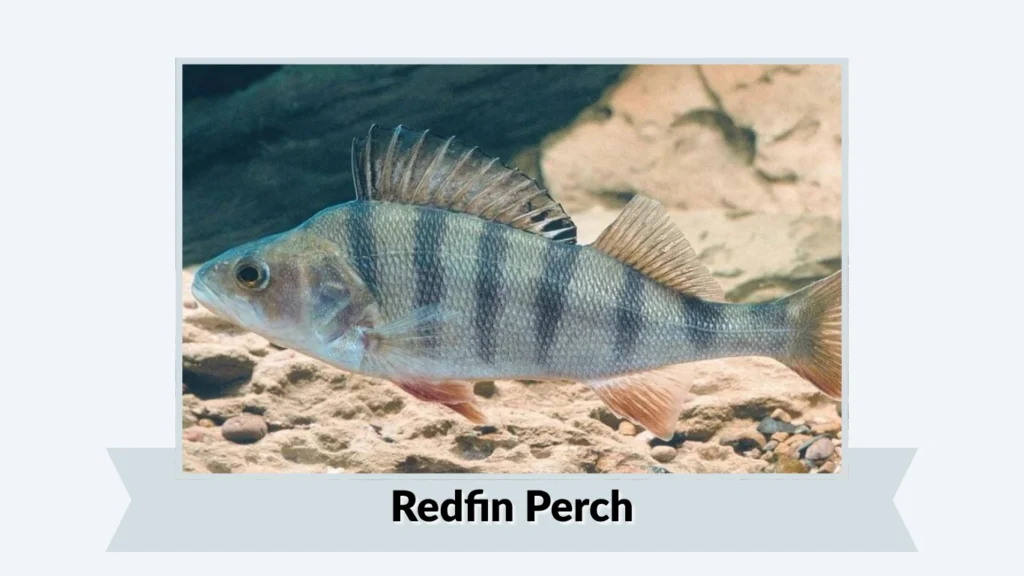 Redfin Perch