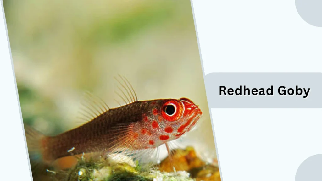 Redhead Goby