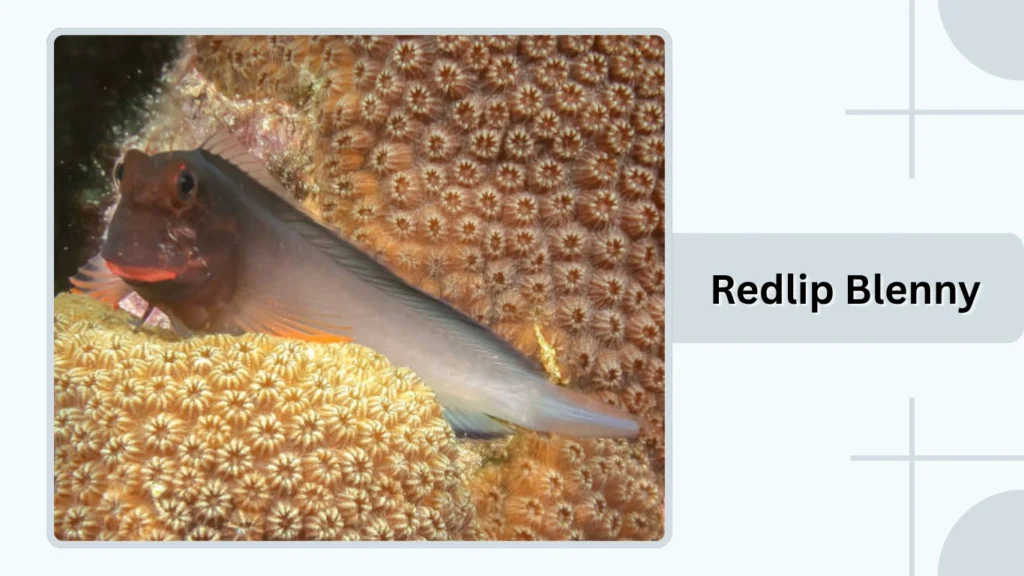 Redlip Blenny
