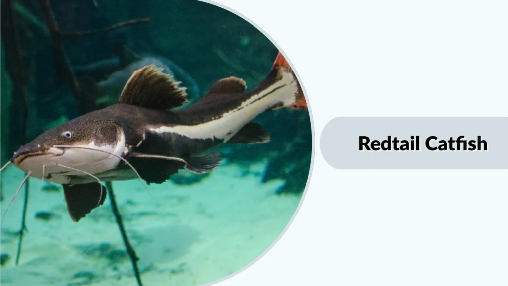 Redtail Catfish