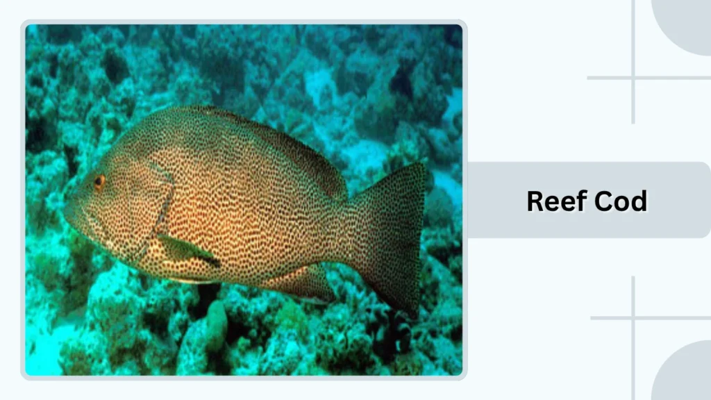 Reef Cod