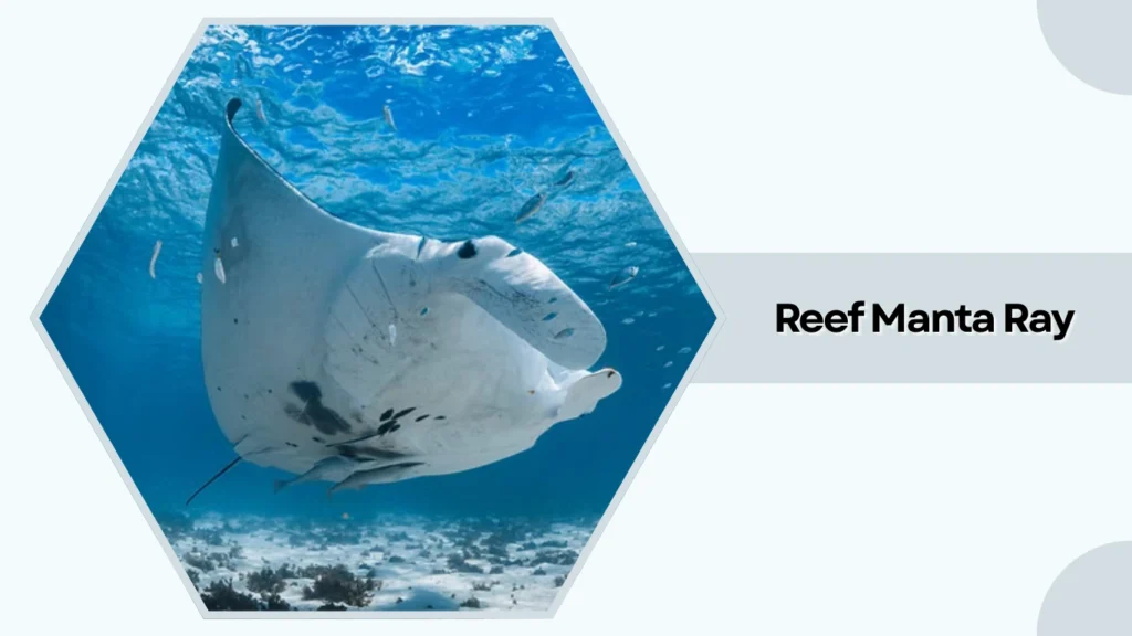 Reef Manta Ray