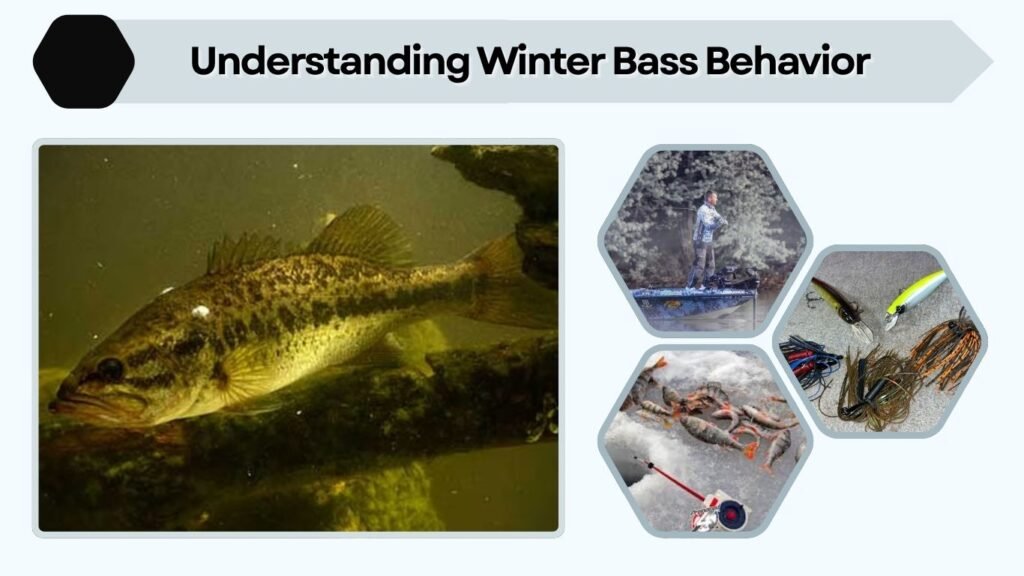 Understanding Winter Bass Behavior