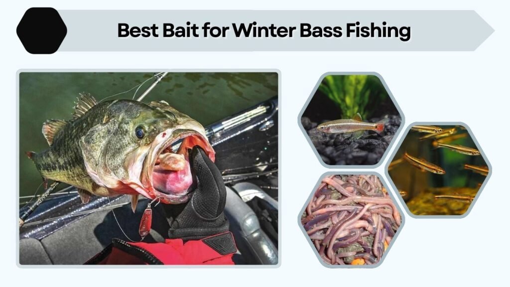 Best Bait for Winter Bass Fishing