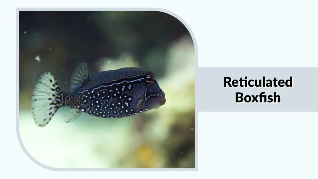 Reticulated Boxfish