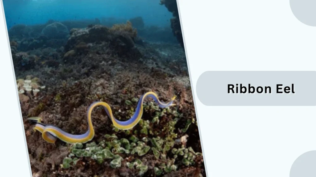 Ribbon Eel