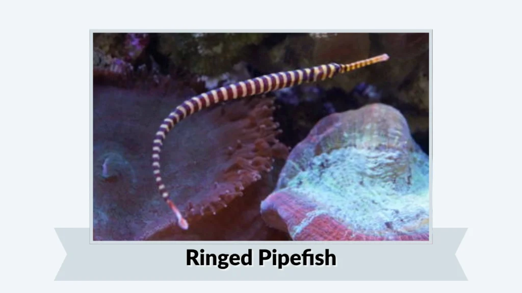 Ringed Pipefish