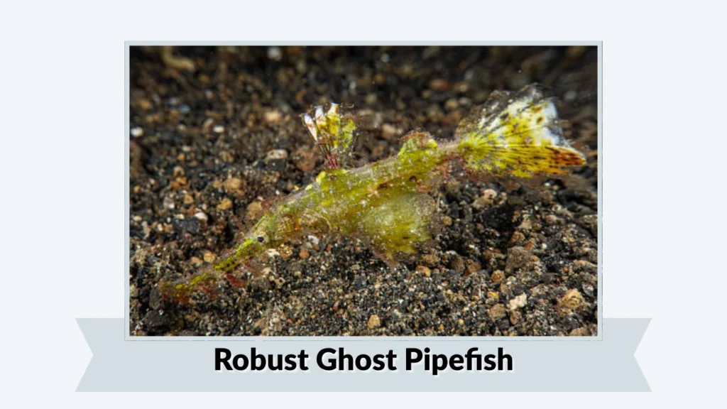 Robust Ghost Pipefish