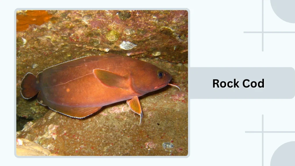 Rock Cod