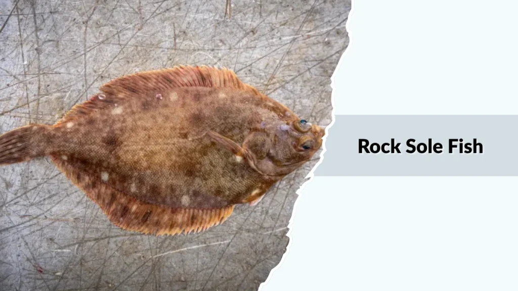 Rock Sole Fish