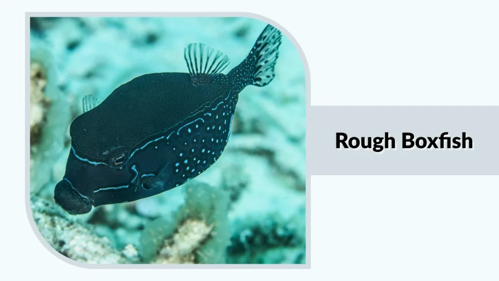 Rough Boxfish
