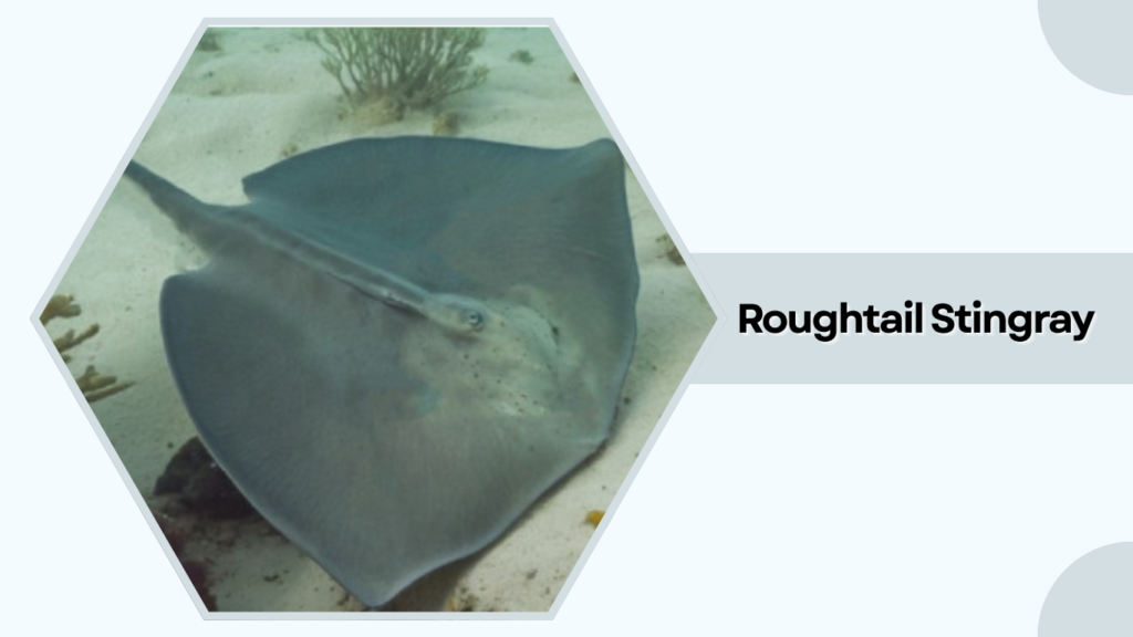 Roughtail Stingray