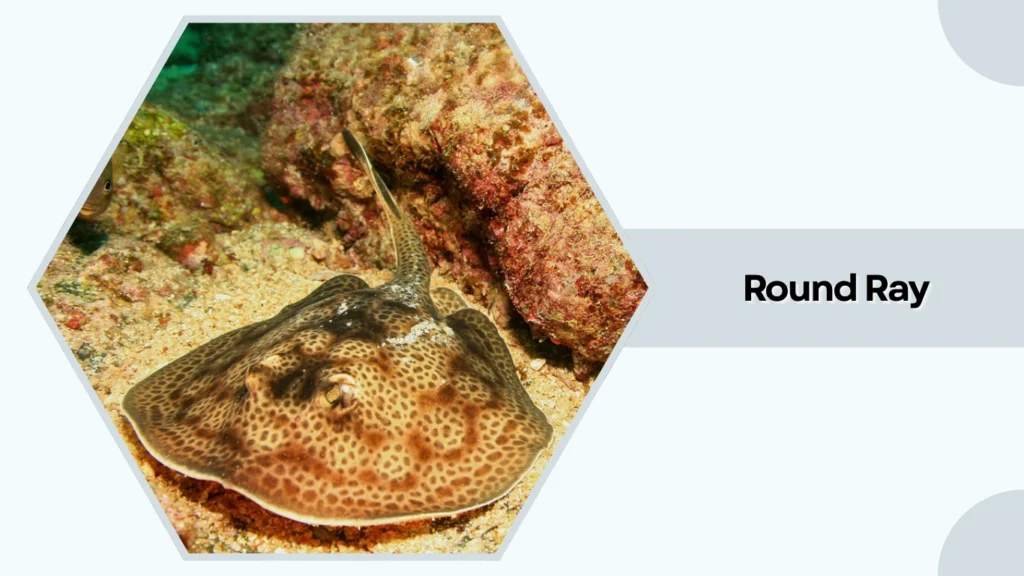 Round Ray