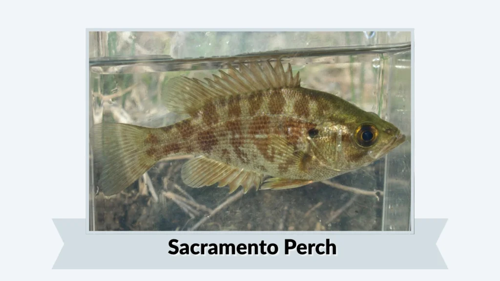  Sacramento Perch