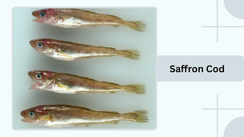 Saffron Cod