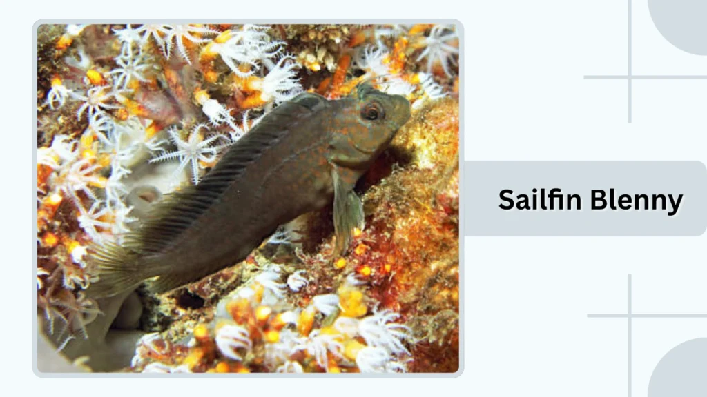  Sailfin Blenny