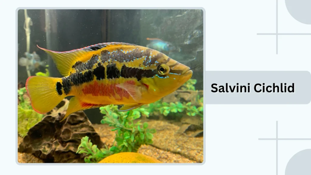 Salvini Cichlid