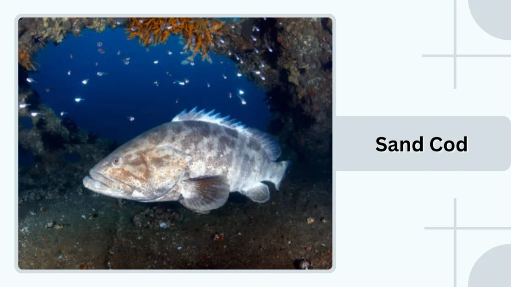 Sand Cod