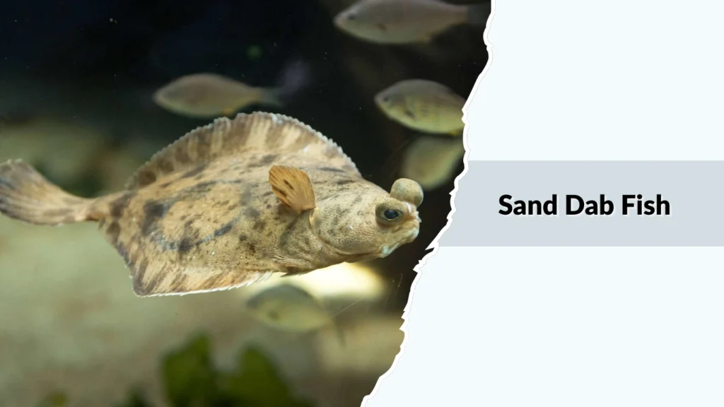 Sand Dab Fish