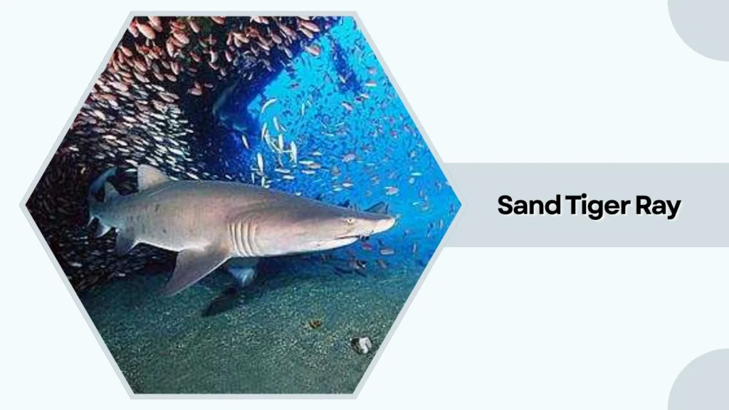 Sand Tiger Ray